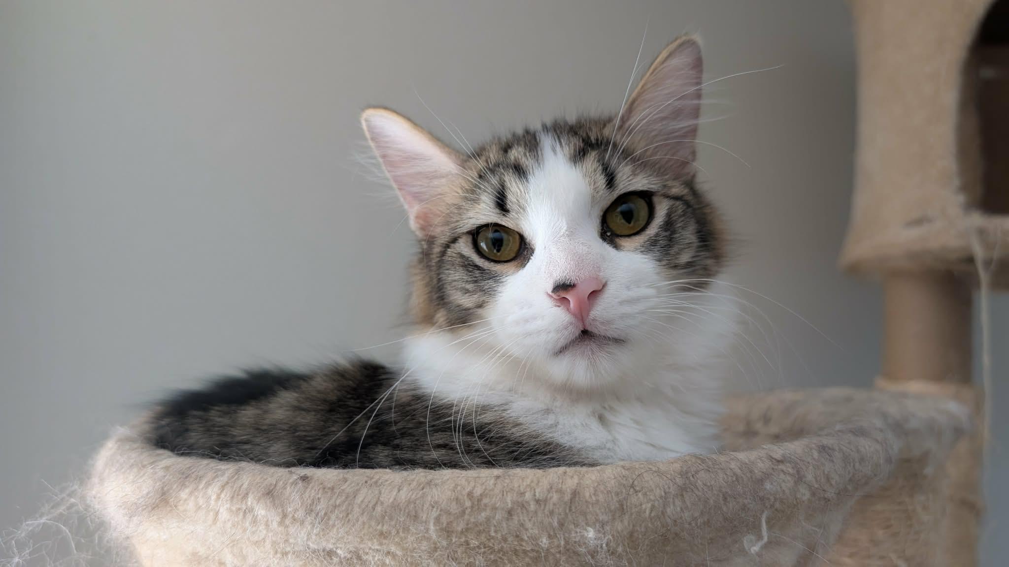 Sushi, ADOPTABLE, Young Male Domestic Long Hair.
