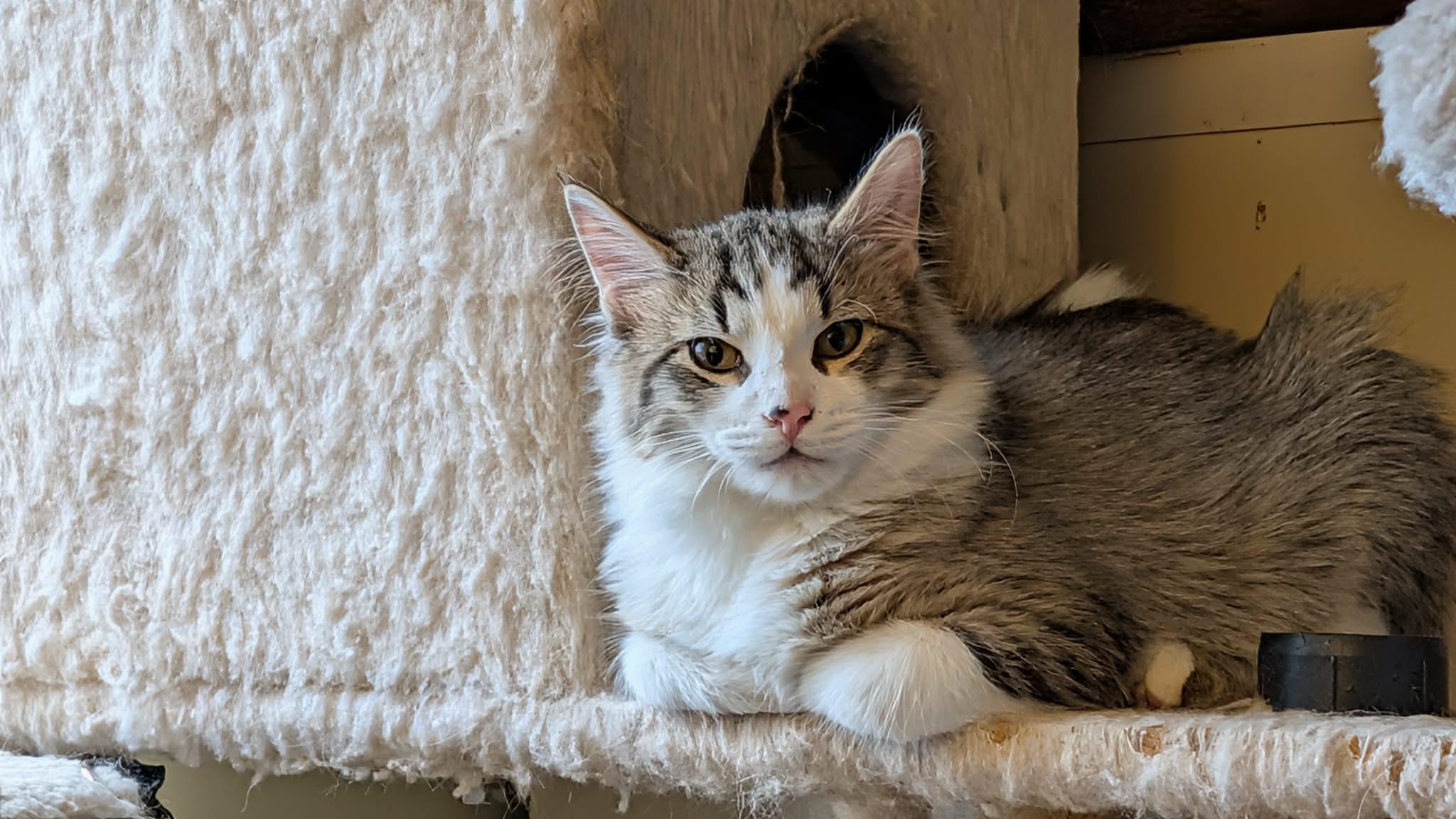 Enlarge Sushi, a ADOPTABLE Domestic Long Hair in Weatherford, TX image 2/6