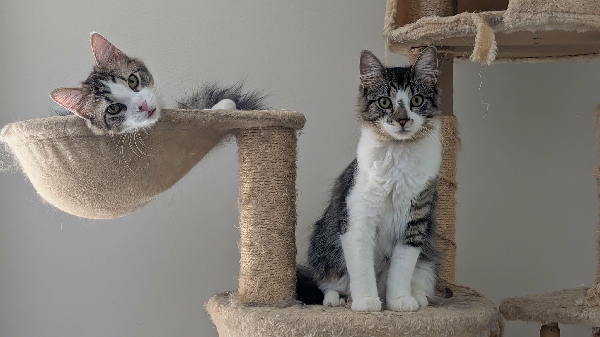 Enlarge Sushi, a ADOPTABLE Domestic Long Hair in Weatherford, TX image 5/6