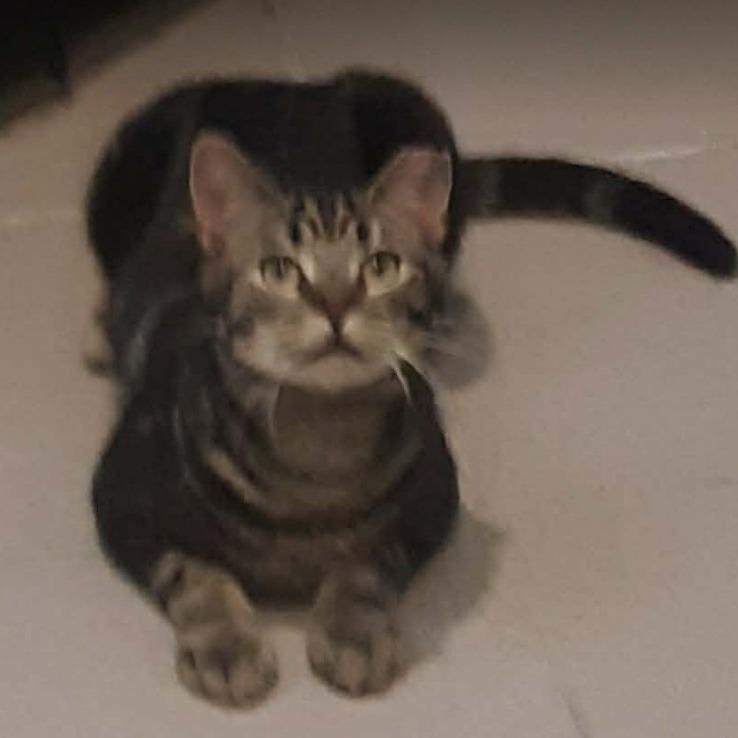 Smudge, Adoptable, Young Male Domestic Short Hair.