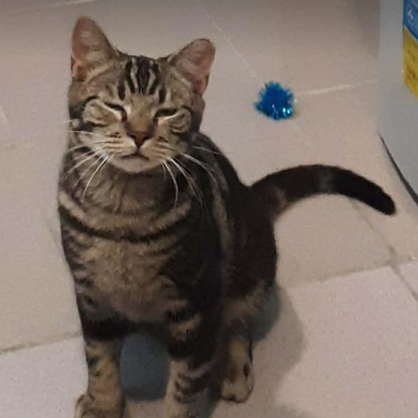 Enlarge Smudge, a Adoptable Domestic Short Hair in Gordonsville, TN image 2/4