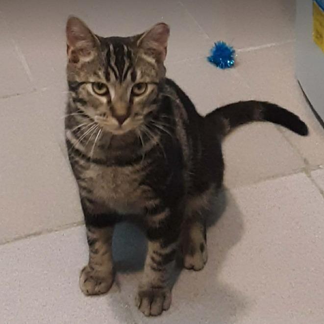 Enlarge Smudge, a Adoptable Domestic Short Hair in Gordonsville, TN image 3/4