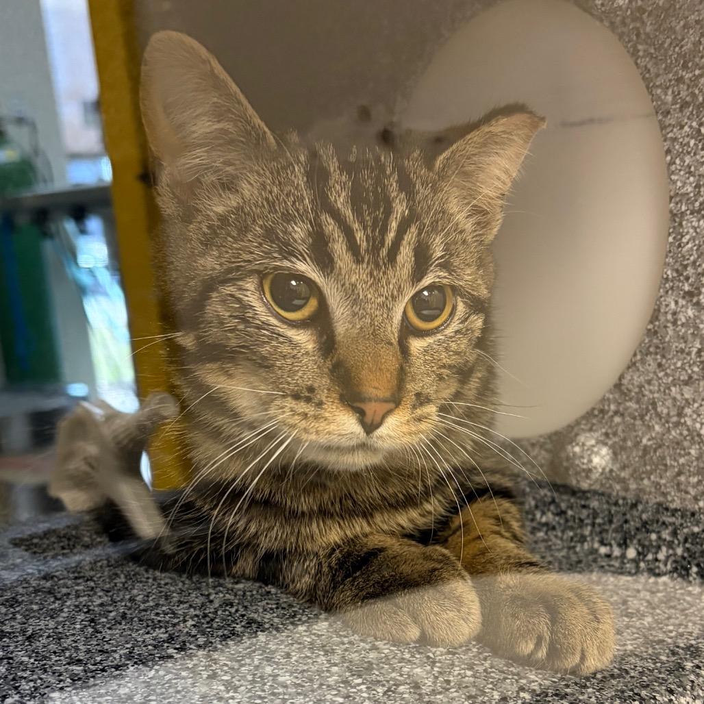 Enlarge Smudge, a Adoptable Domestic Short Hair in Gordonsville, TN image 4/4