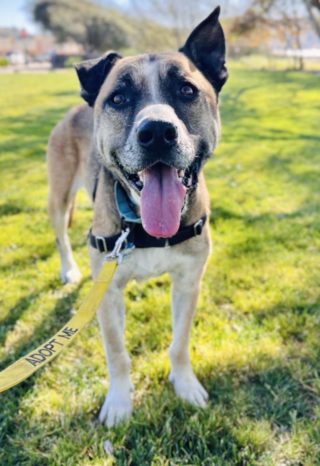 Enlarge TEX, a Adoptable mixed breed in Santa Maria, CA image 1/1