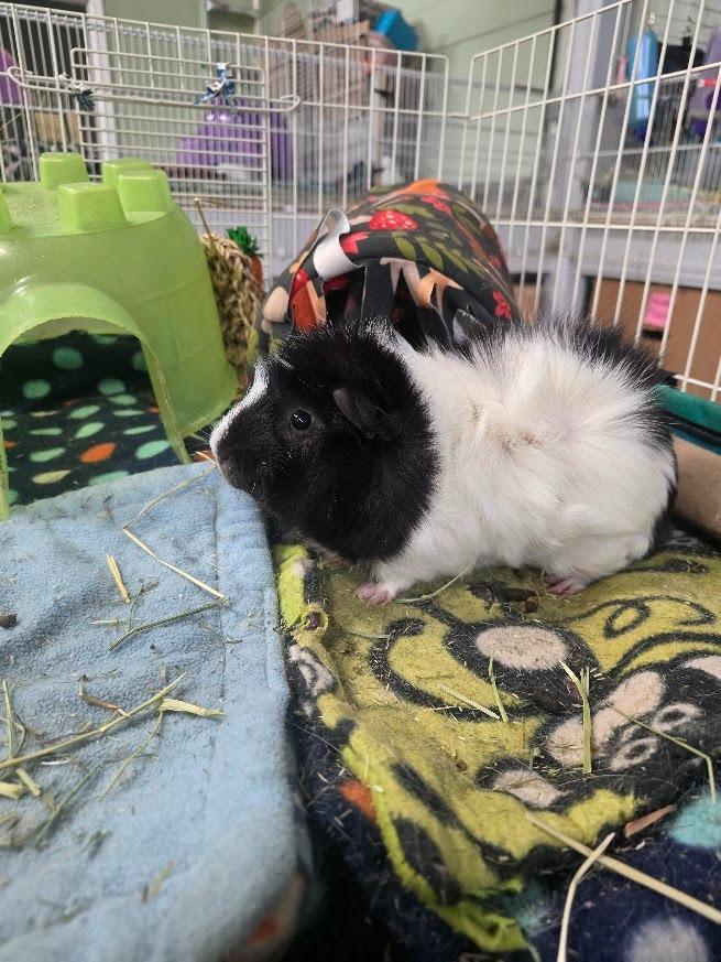 Enlarge Yoohoo, a Adoptable Guinea Pig in CRYSTAL LAKE, IL image 1/5