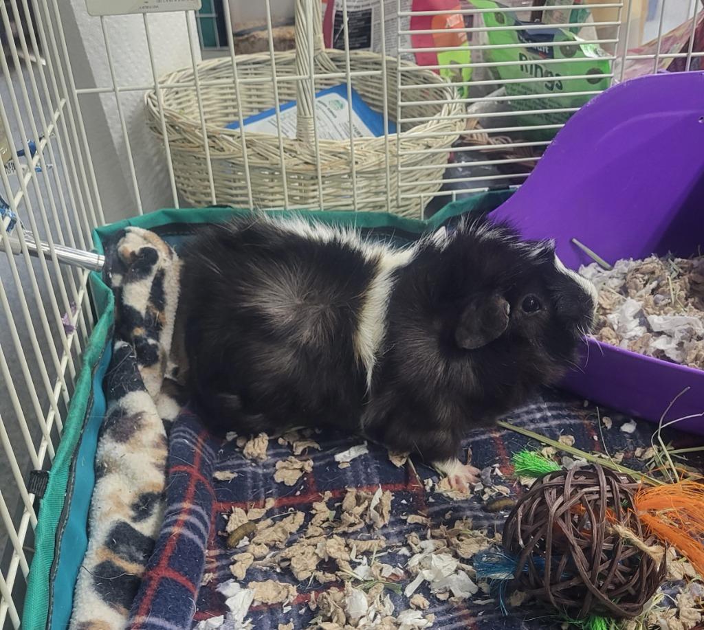 Enlarge Yoohoo, a Adoptable Guinea Pig in CRYSTAL LAKE, IL image 2/5