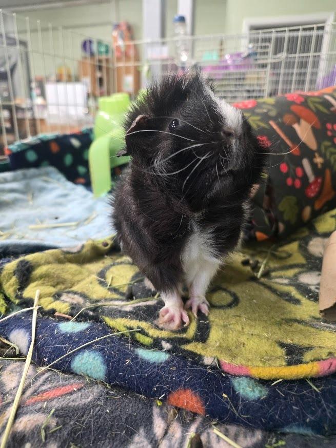Enlarge Yoohoo, a Adoptable Guinea Pig in CRYSTAL LAKE, IL image 3/5