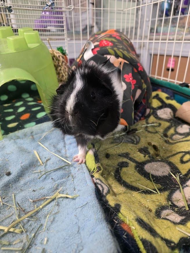 Enlarge Yoohoo, a Adoptable Guinea Pig in CRYSTAL LAKE, IL image 4/5