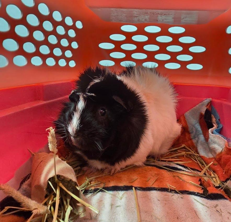 Enlarge Yoohoo, a Adoptable Guinea Pig in CRYSTAL LAKE, IL image 5/5
