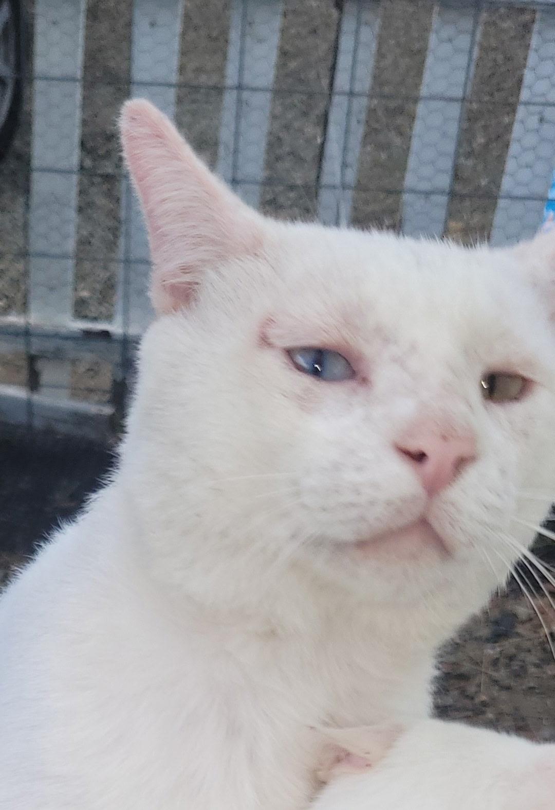 Walter, ADOPTABLE, Adult Male Domestic Short Hair.