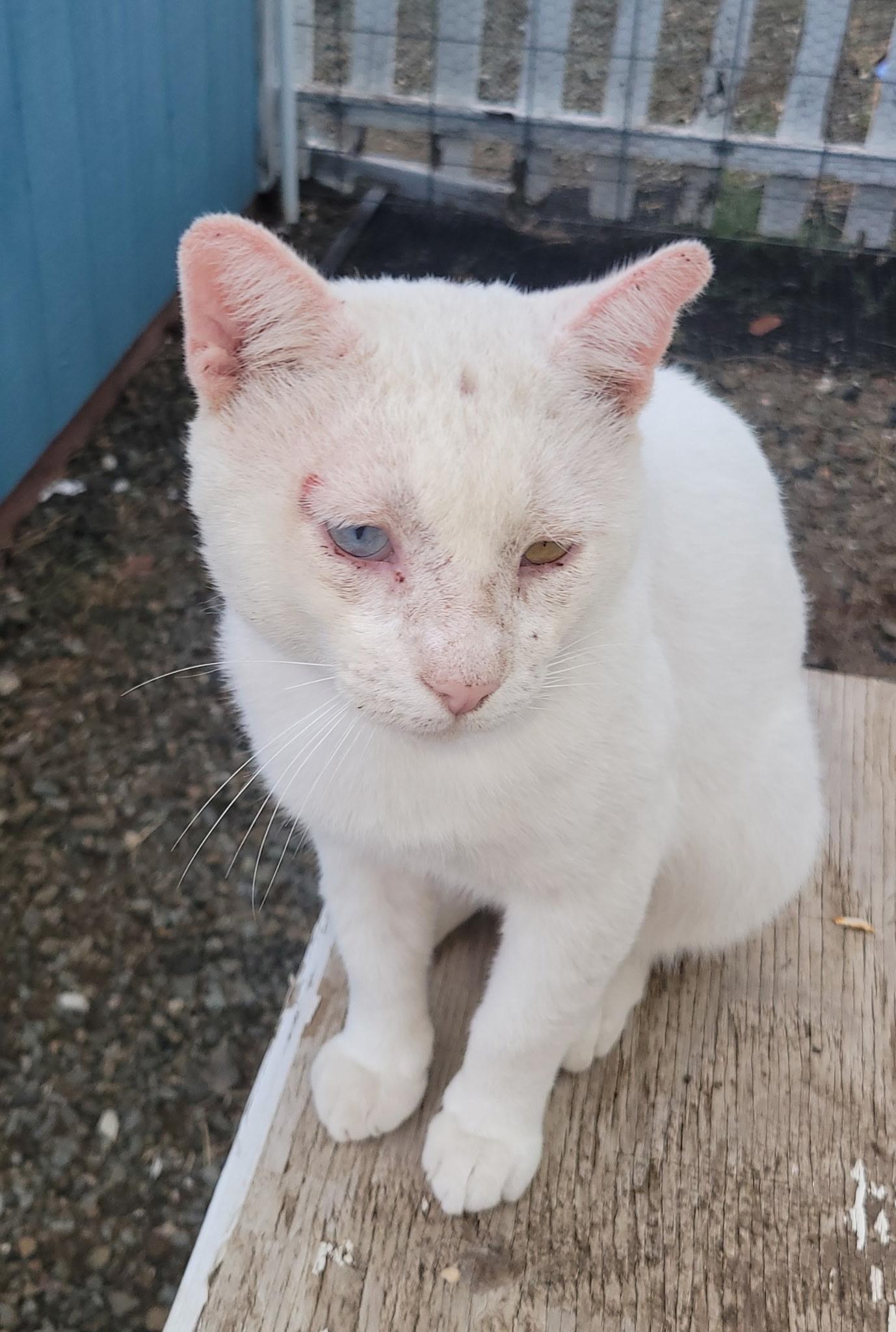 Enlarge Walter, a ADOPTABLE Domestic Short Hair in Cordes Lakes, AZ image 2/2