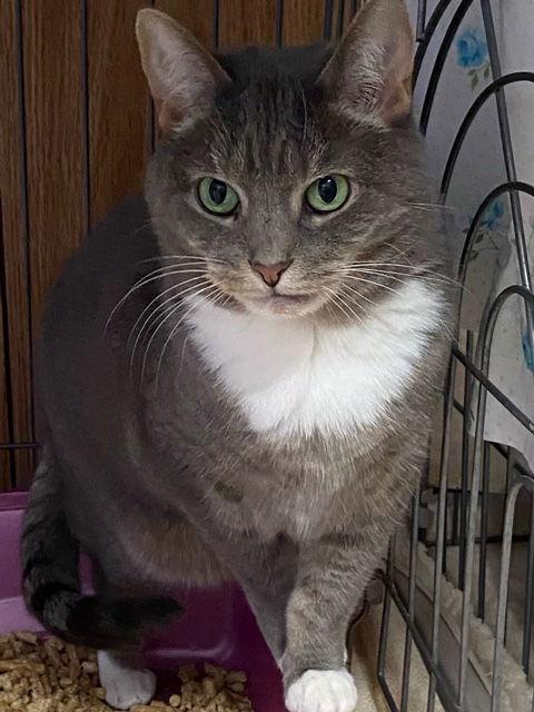 Fritzi, a Adoptable Domestic Short Hair in Berkeley Springs, WV image 2/6