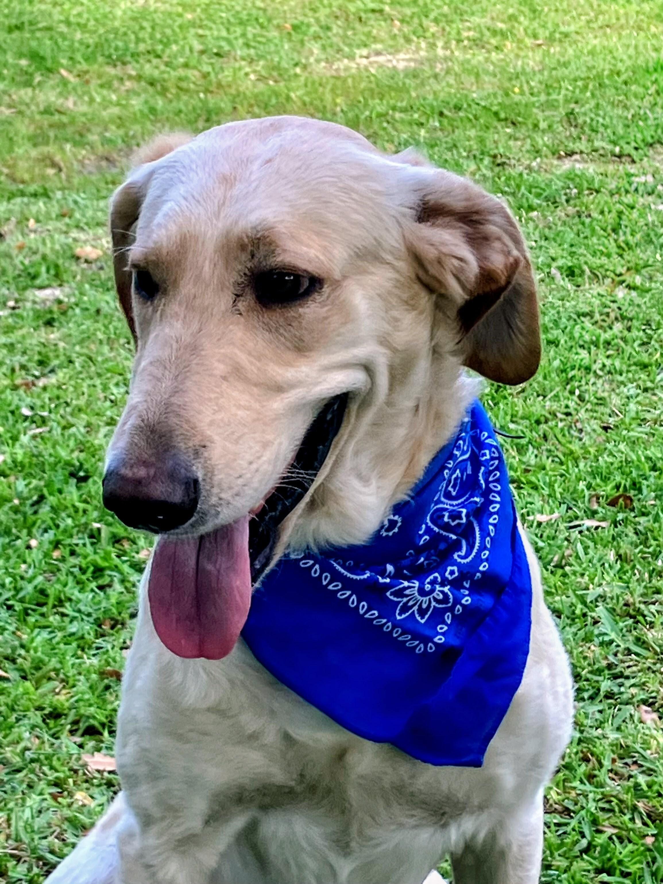 Enlarge Robert Redford , an adoptable Yellow Labrador Retriever in Willington, CT image 2/6