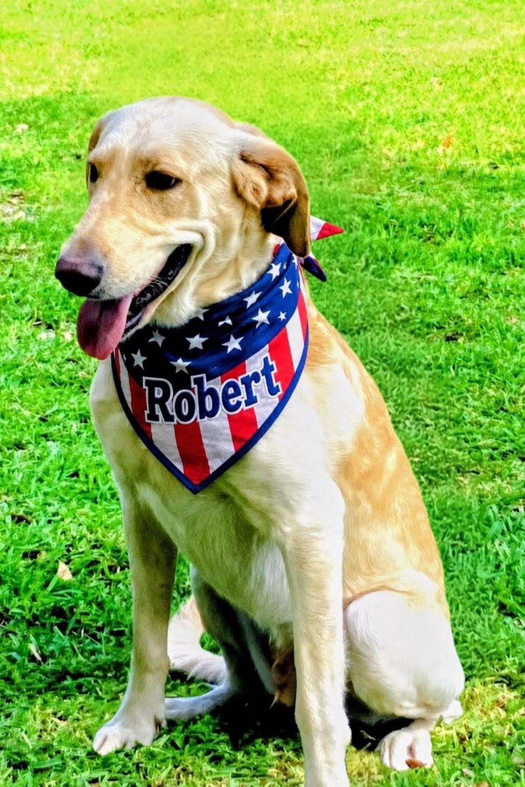 Enlarge Robert Redford , an adoptable Yellow Labrador Retriever in Willington, CT image 6/6