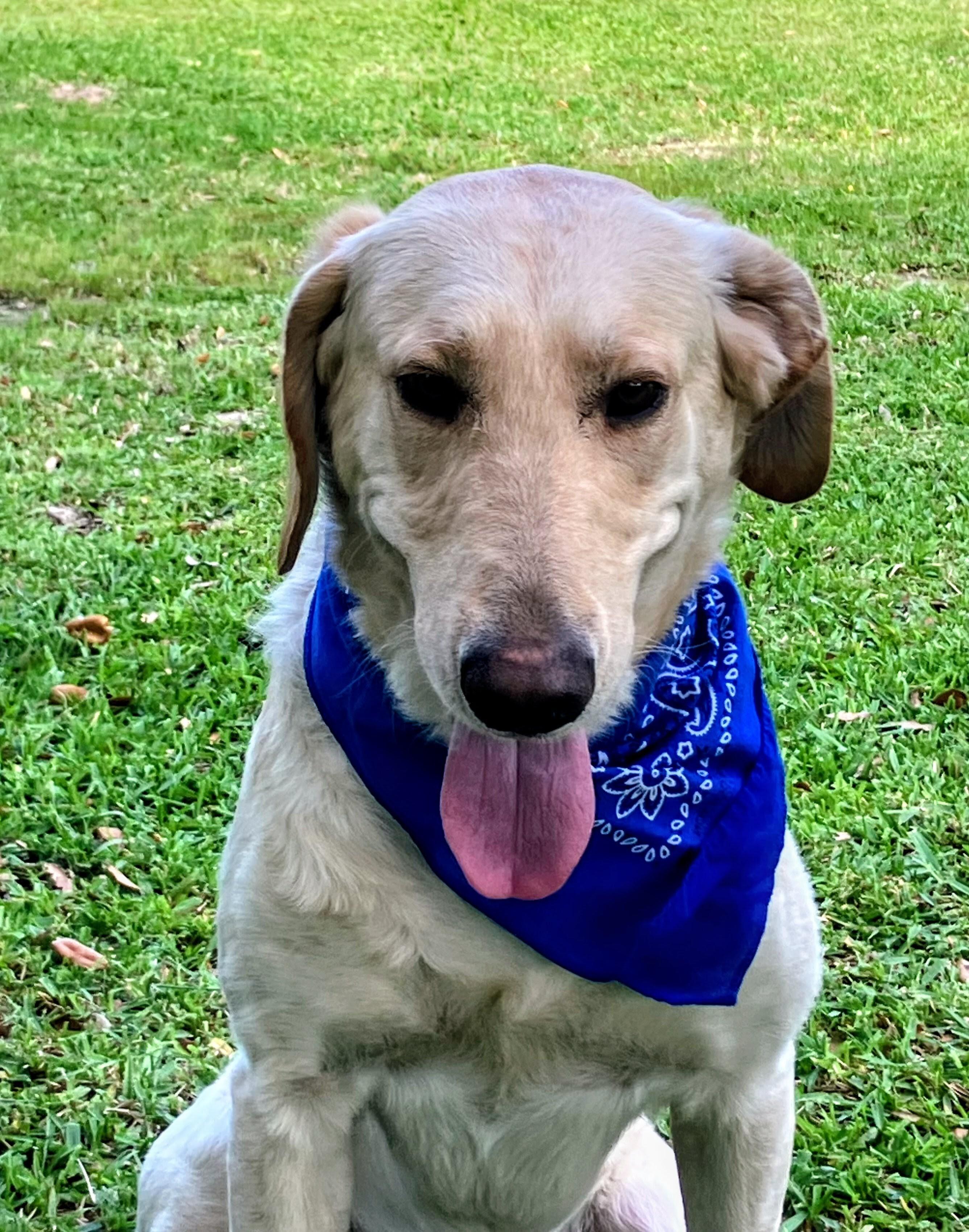 Enlarge Robert Redford , an adoptable Yellow Labrador Retriever in Willington, CT image 4/6