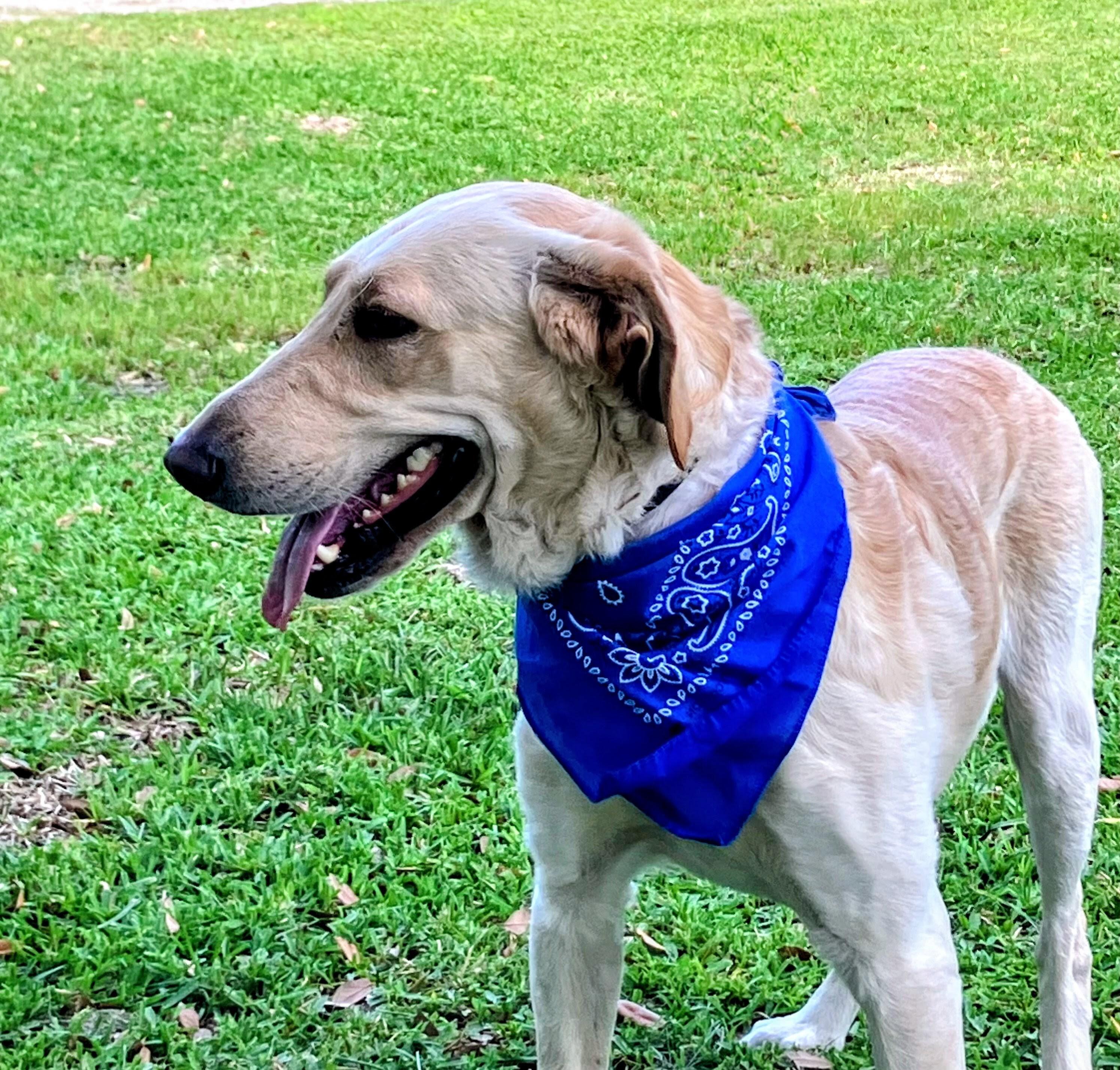 Enlarge Robert Redford , an adoptable Yellow Labrador Retriever in Willington, CT image 6/6