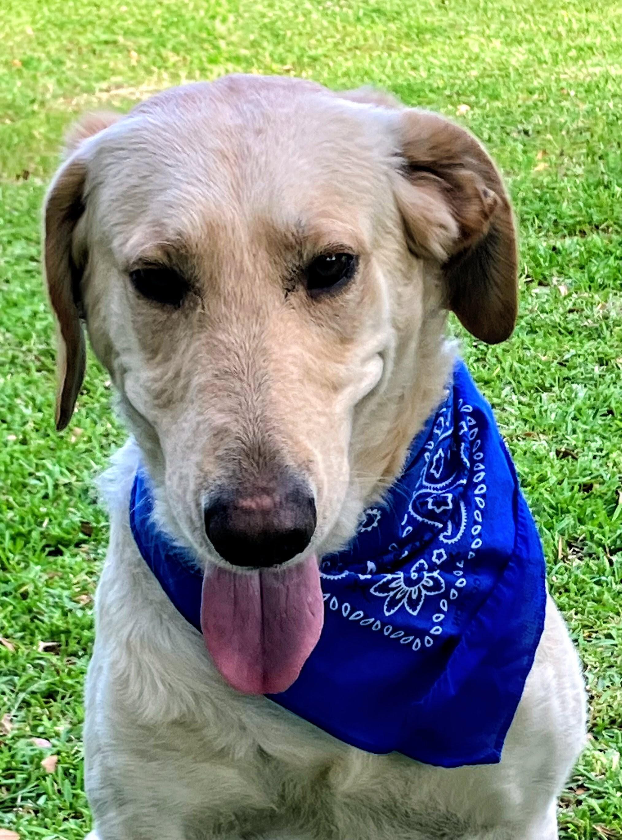 Enlarge Robert Redford , an adoptable Yellow Labrador Retriever in Willington, CT image 3/6