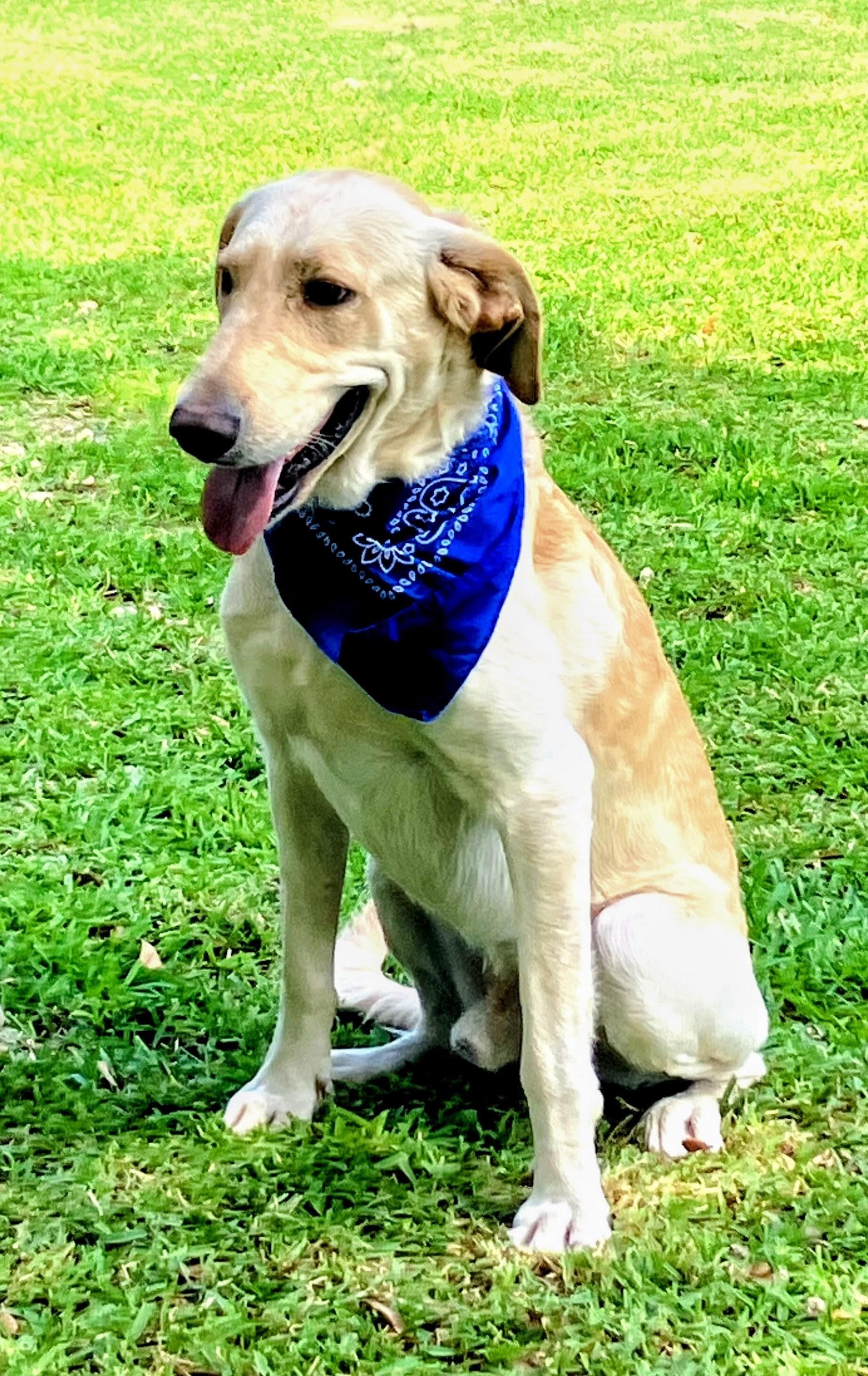 Enlarge Robert Redford , an adoptable Yellow Labrador Retriever in Willington, CT image 5/6