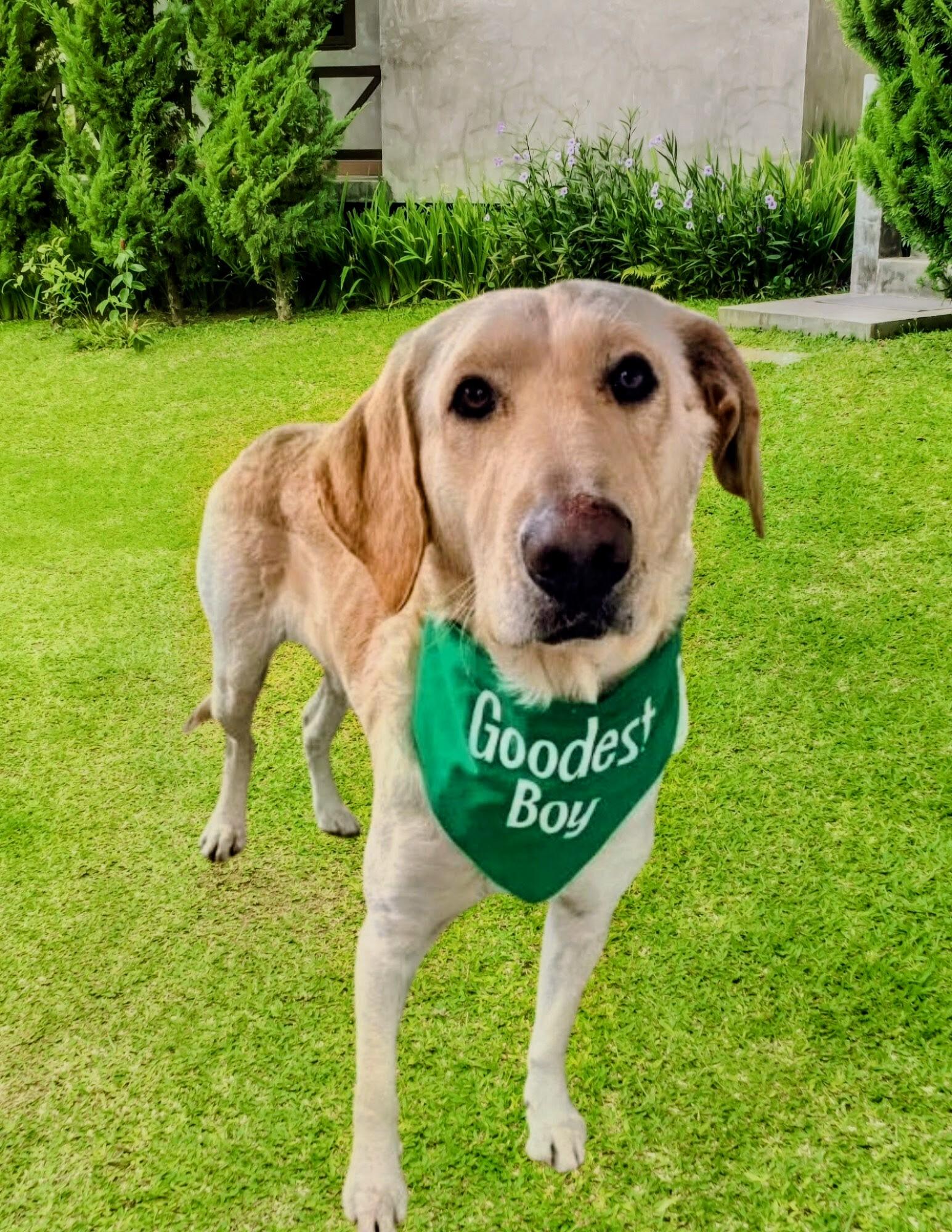 Enlarge Robert Redford , an adoptable Yellow Labrador Retriever in Willington, CT image 3/6