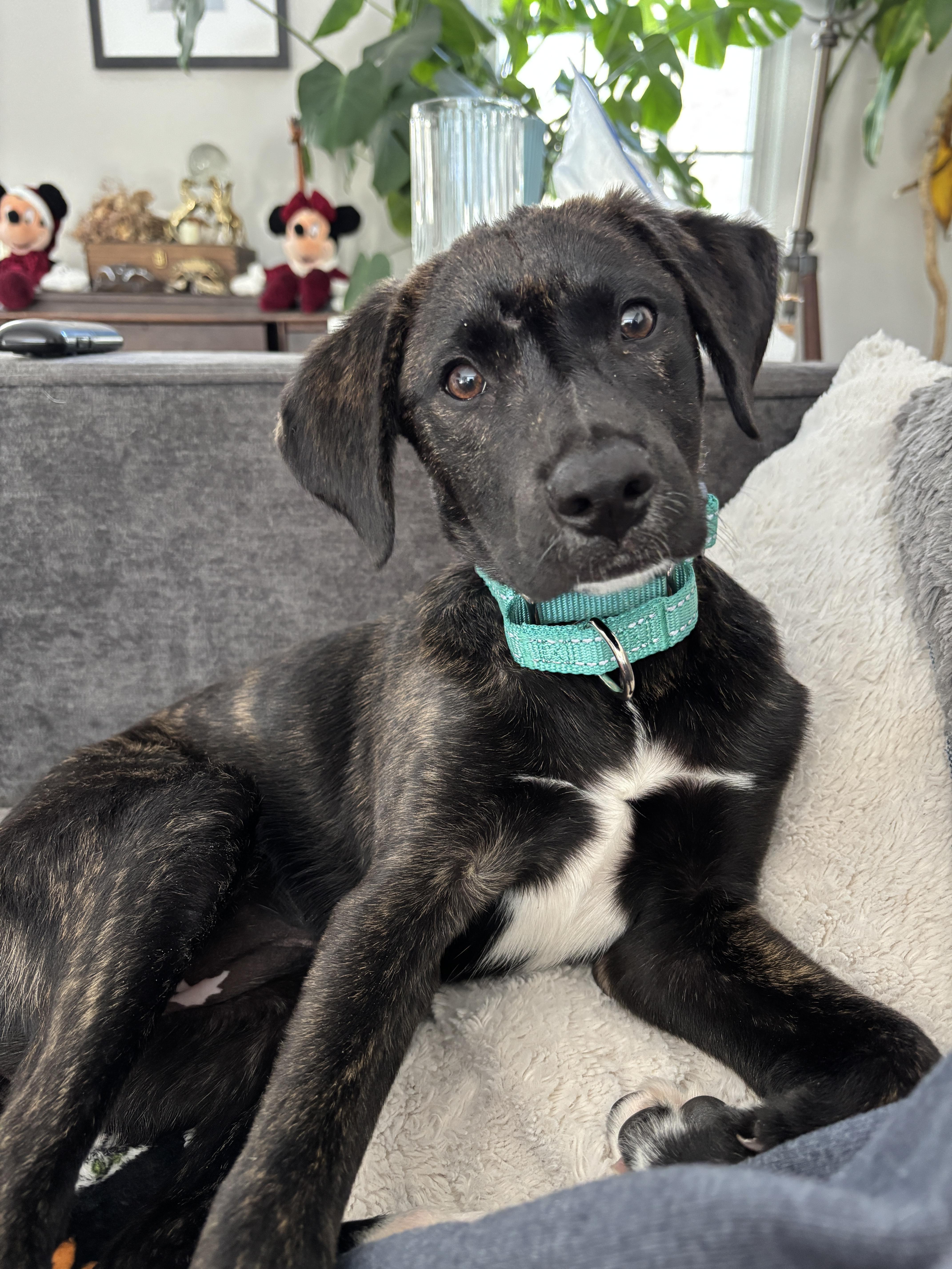 Selena, Adopted, Young Female Labrador Retriever.