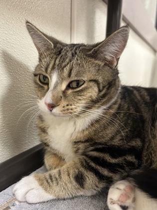 Potoroo — thumbnail 2