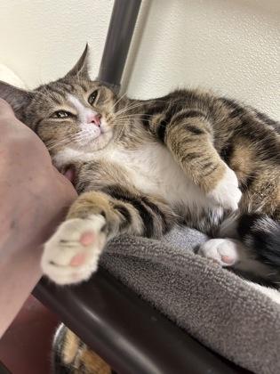 Potoroo — thumbnail 3