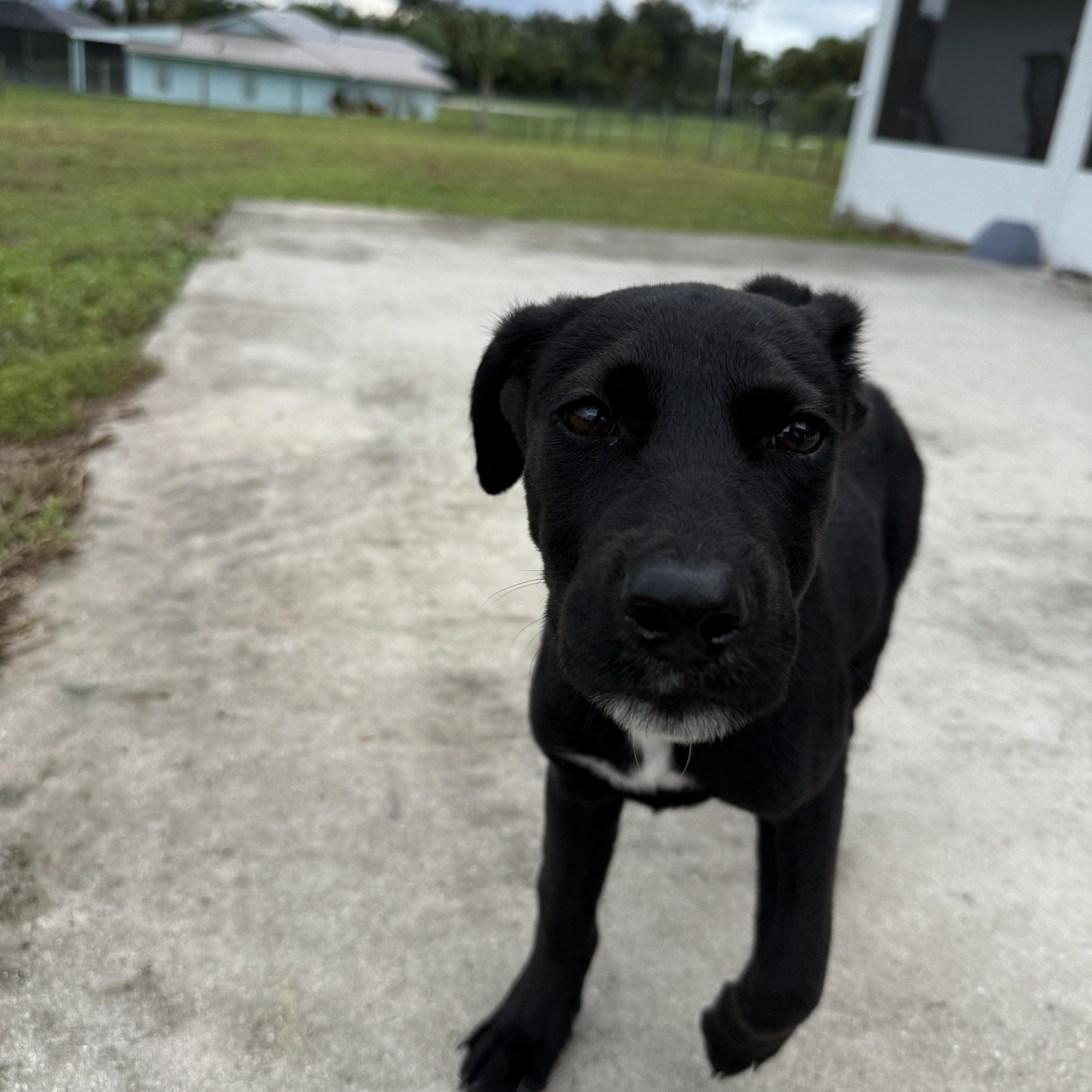 Enlarge Batman, a Adoptable mixed breed in Port Saint Lucie, FL image 2/6