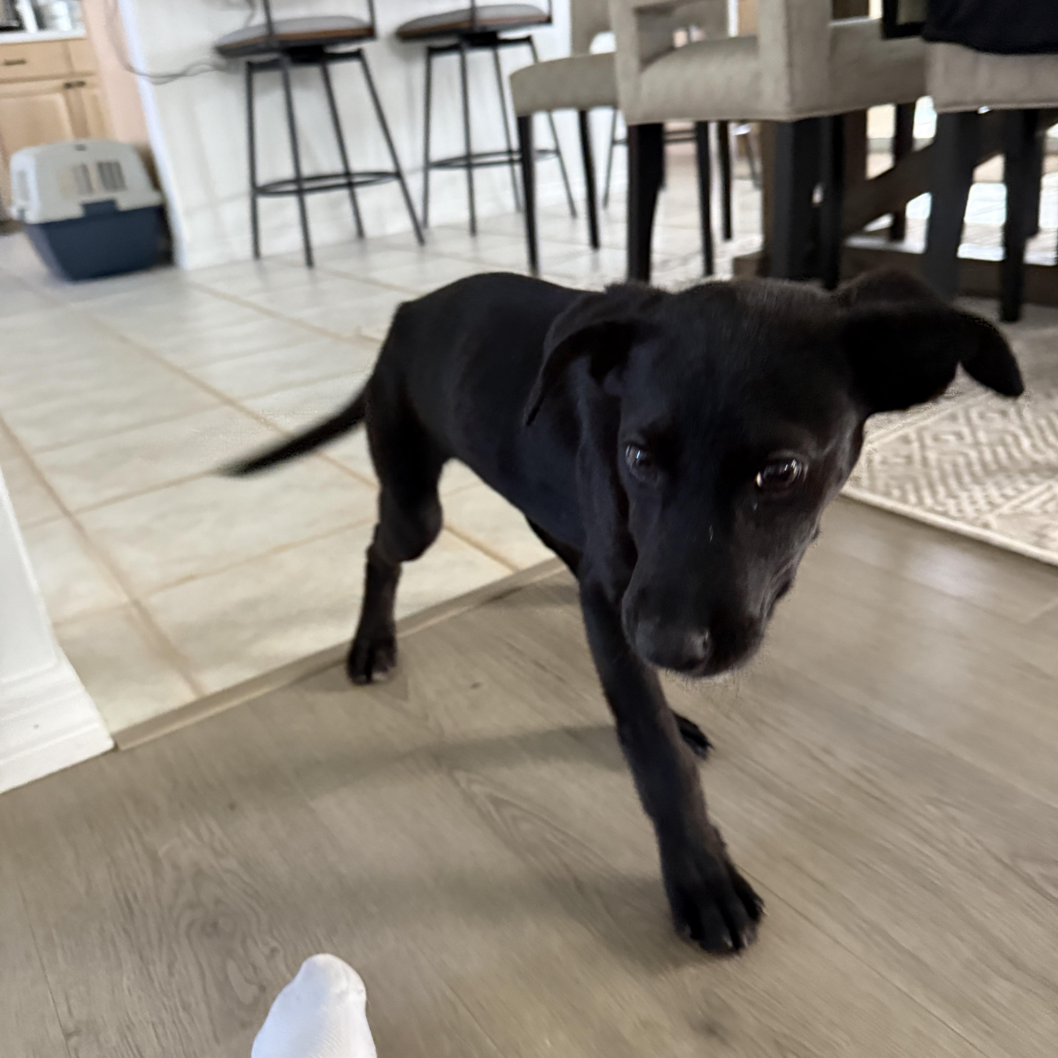 Enlarge Batman, a Adoptable mixed breed in Port Saint Lucie, FL image 6/6
