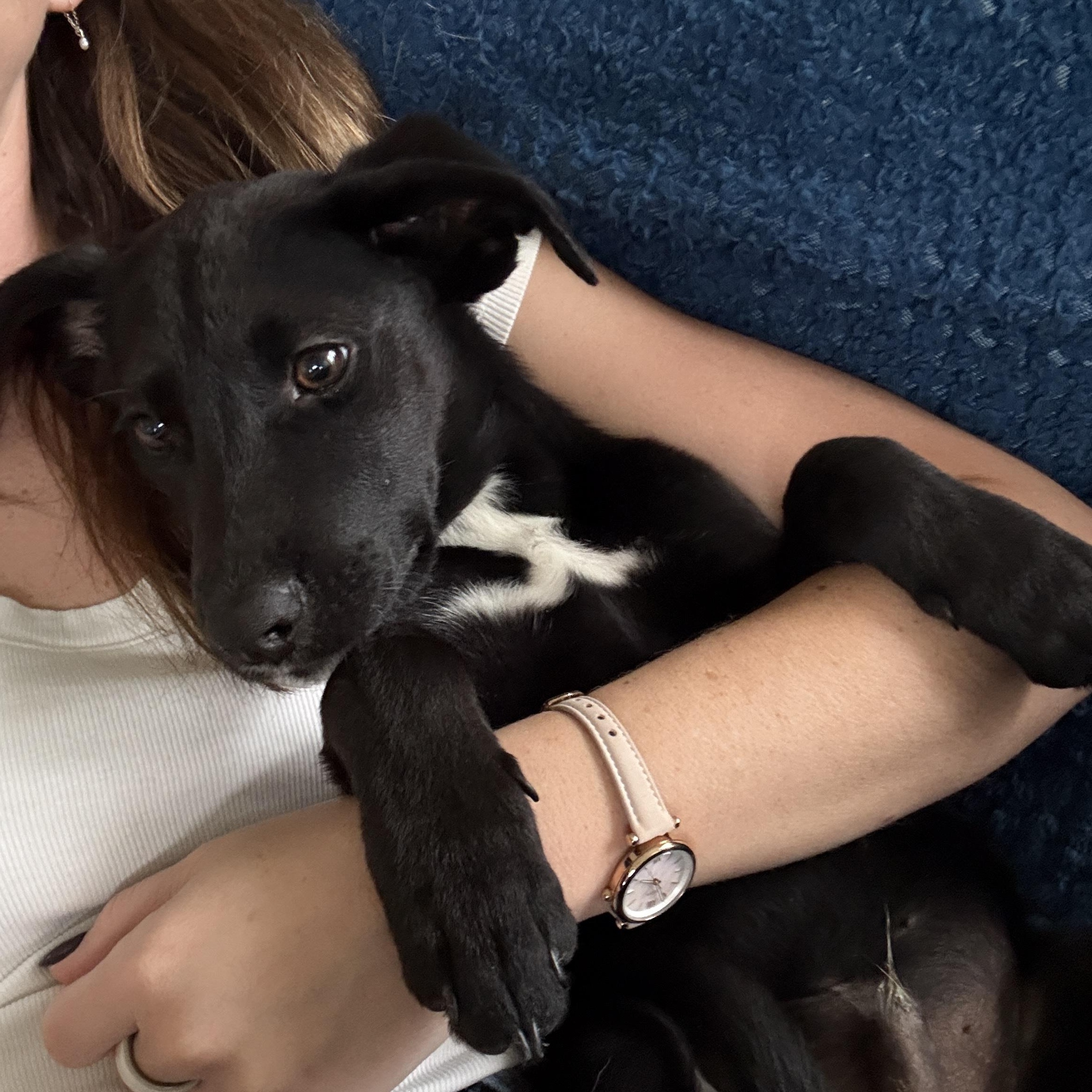 Batman, Adoptable, Puppy Male Black Labrador Retriever.