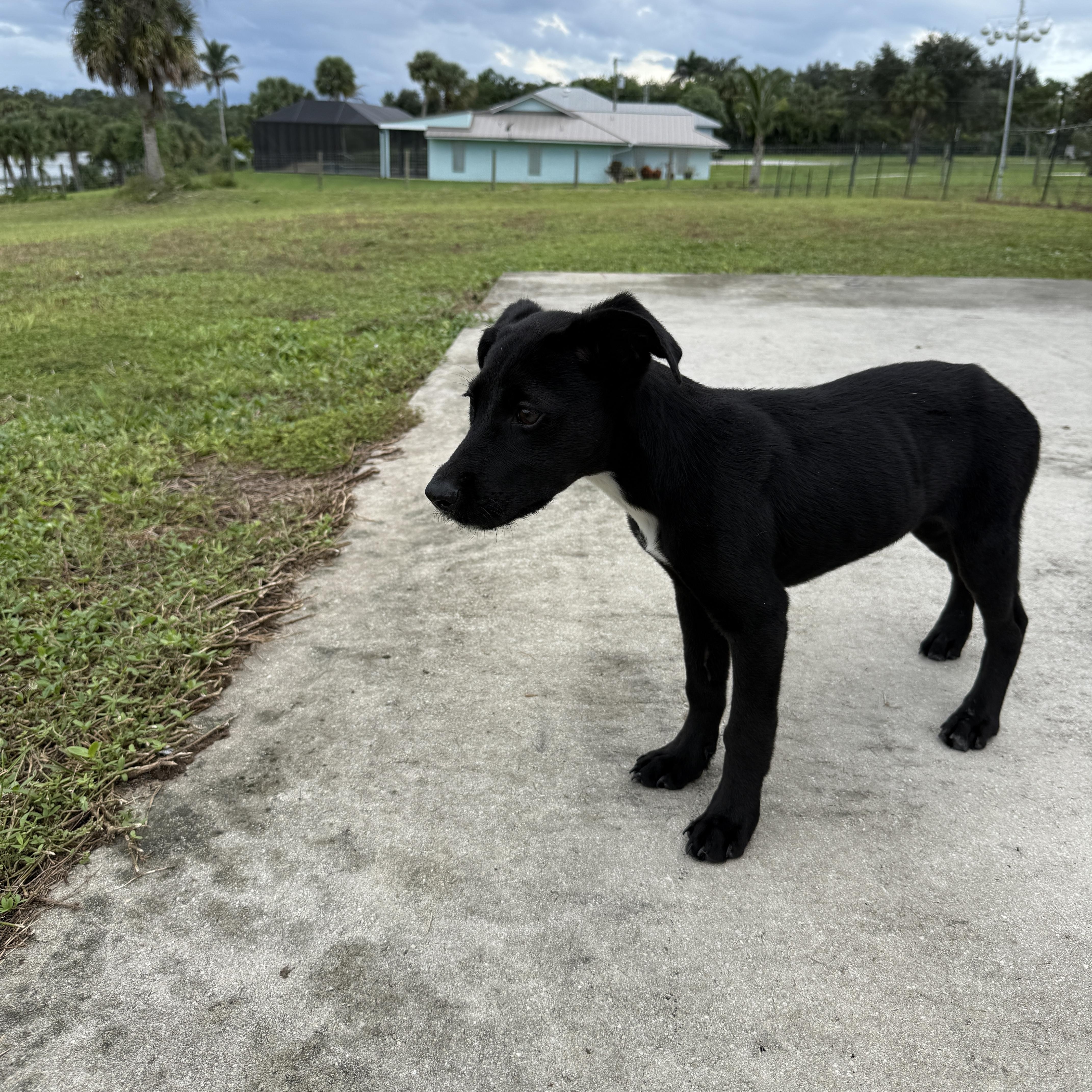 Enlarge Batman, a Adoptable mixed breed in Port Saint Lucie, FL image 3/6