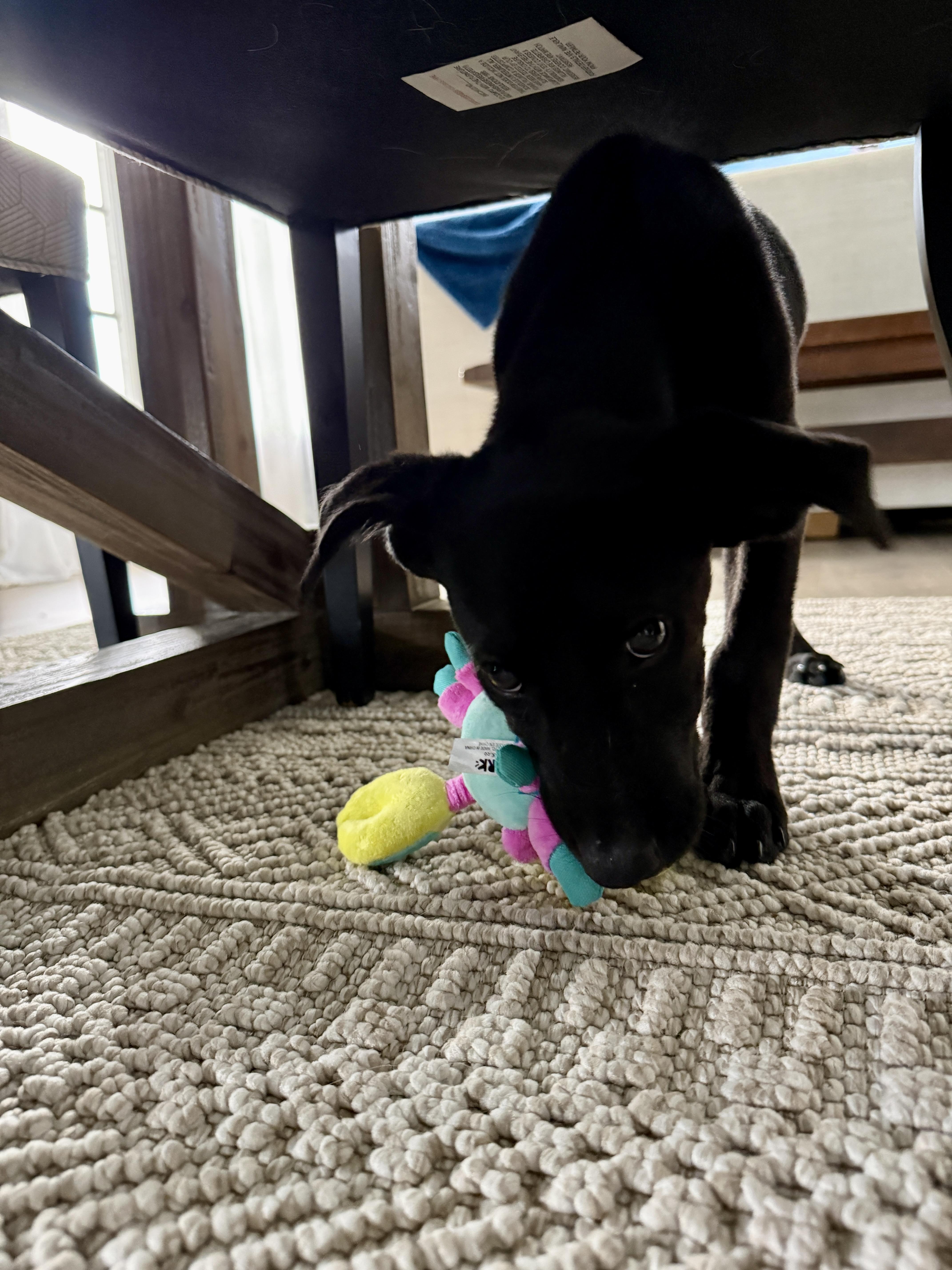Enlarge Batman, a Adoptable mixed breed in Port Saint Lucie, FL image 5/6