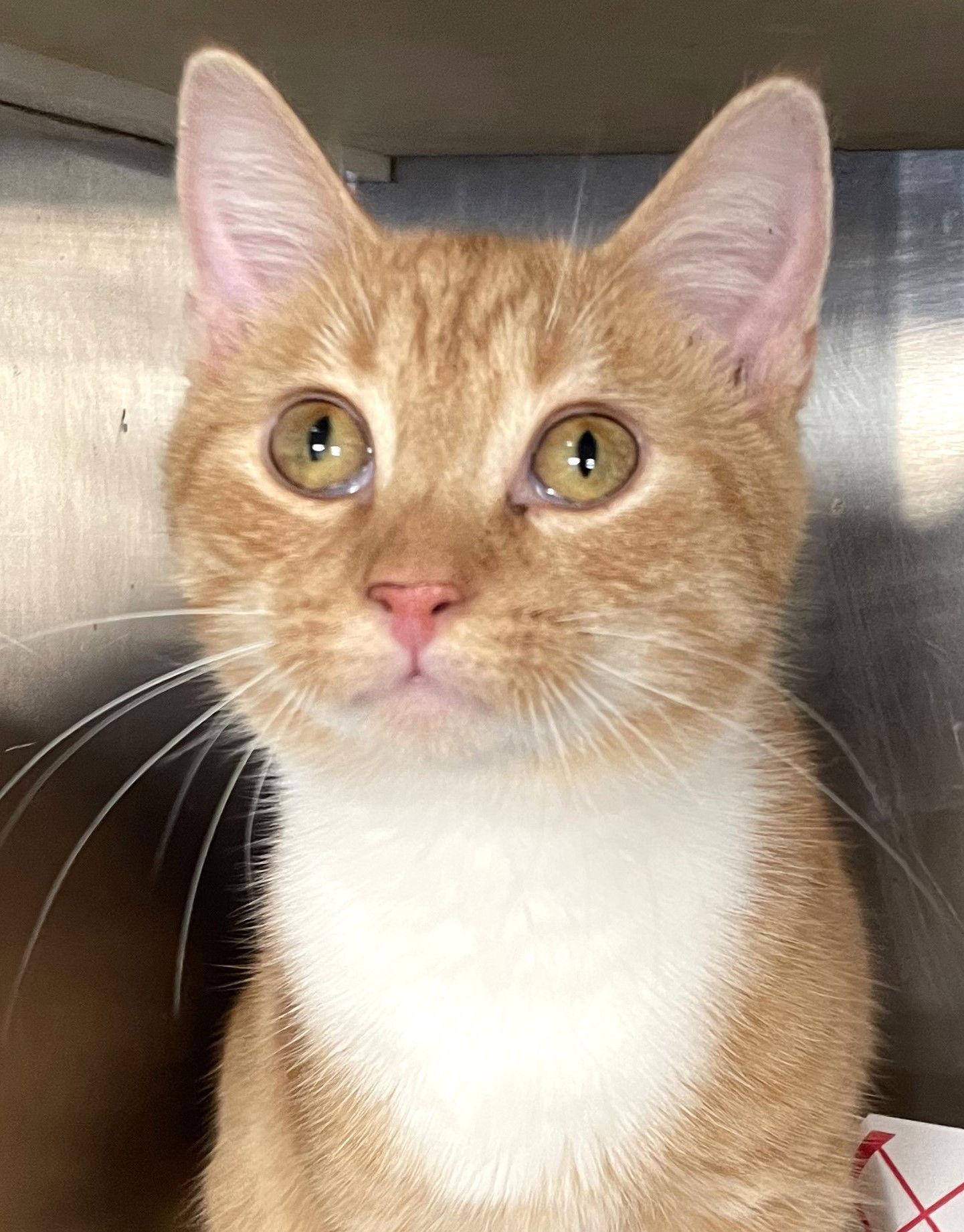 Nugget, a Adoptable Tabby in Carrollton, GA image 1/3