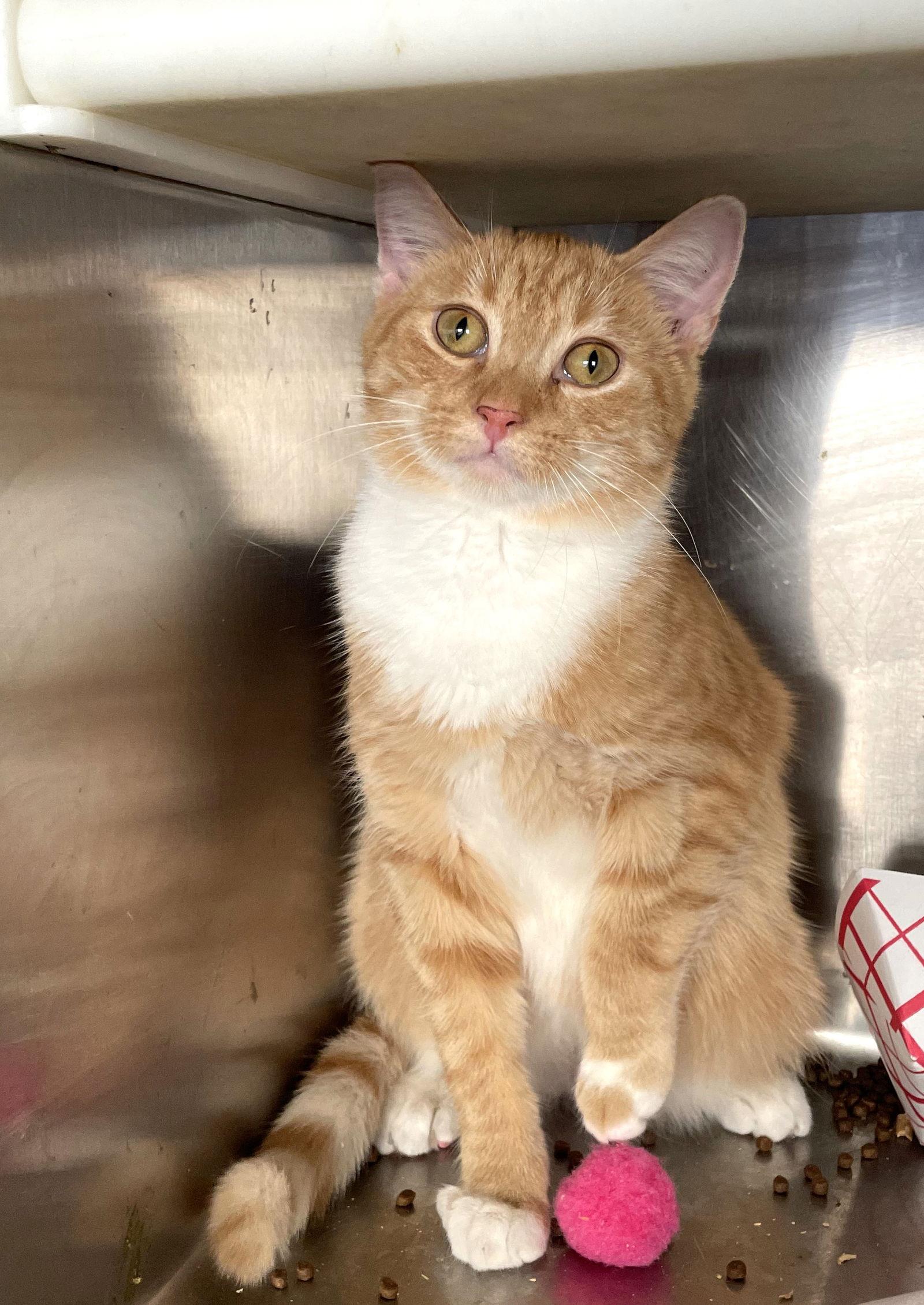 Nugget, a Adoptable Tabby in Carrollton, GA image 2/3