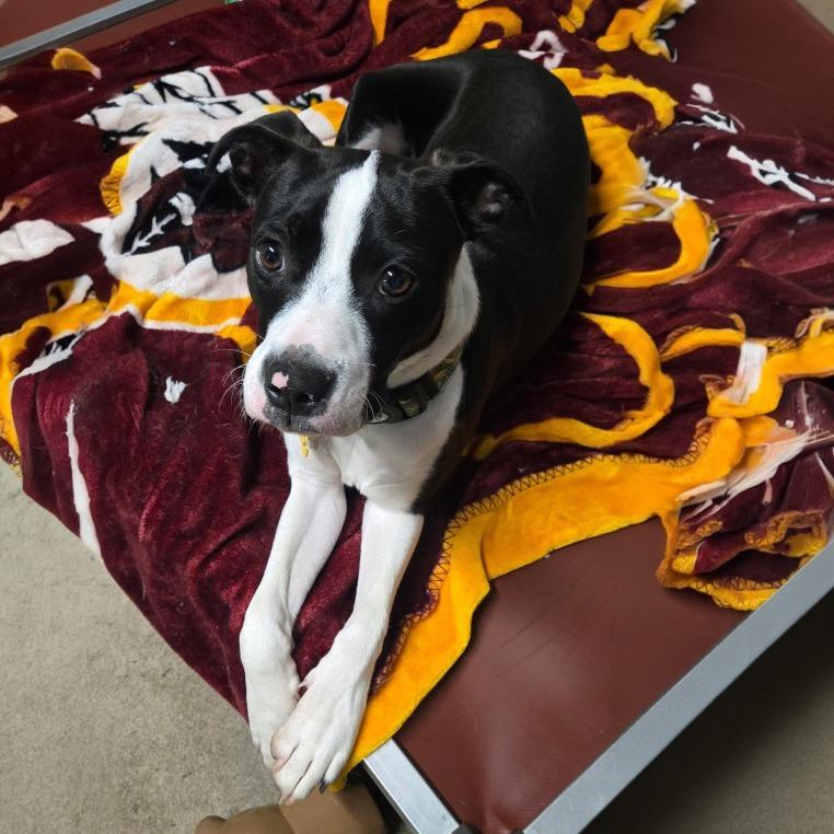 Enlarge Jack, a Adoptable mixed breed in Pottsville, PA image 1/2