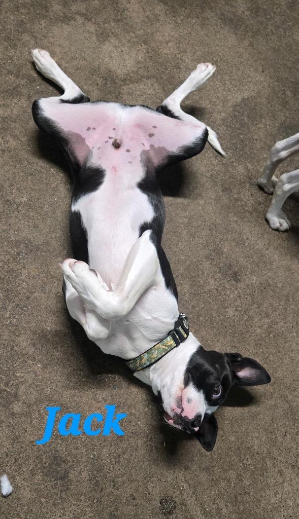 Enlarge Jack, a Adoptable mixed breed in Pottsville, PA image 2/2