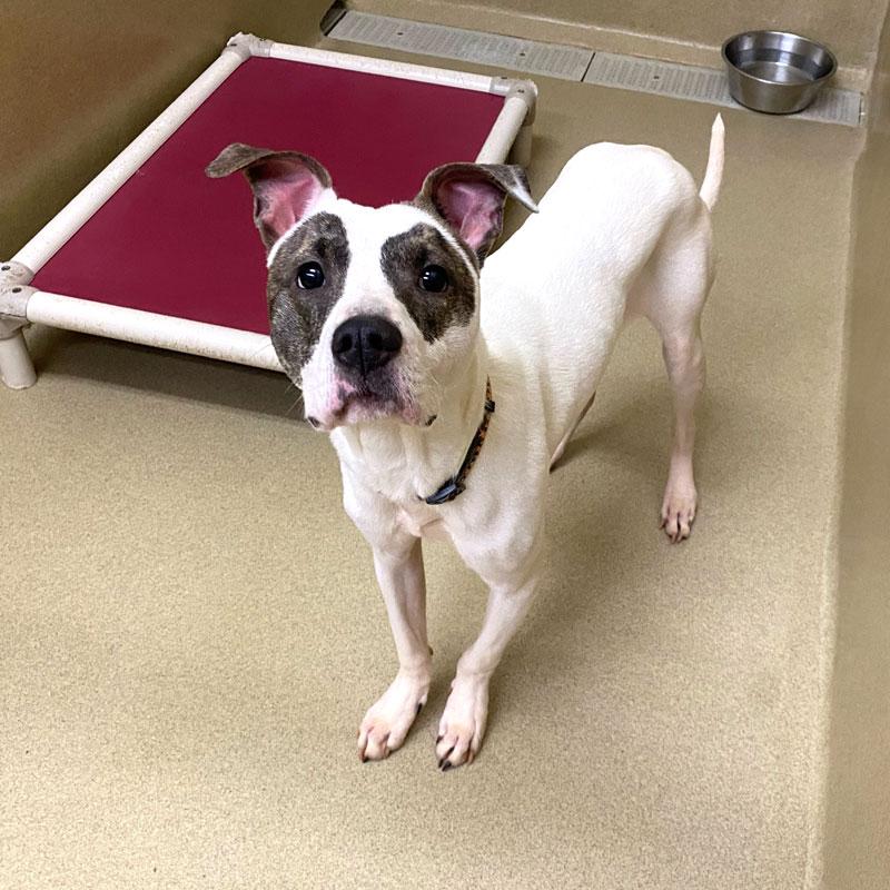 Enlarge Racks #21648, a ADOPTABLE mixed breed in Monroe, GA image 3/5