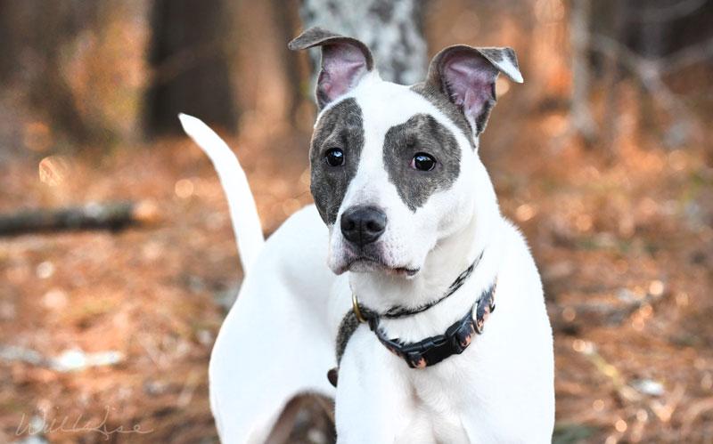 Enlarge Racks #21648, a ADOPTABLE mixed breed in Monroe, GA image 4/5
