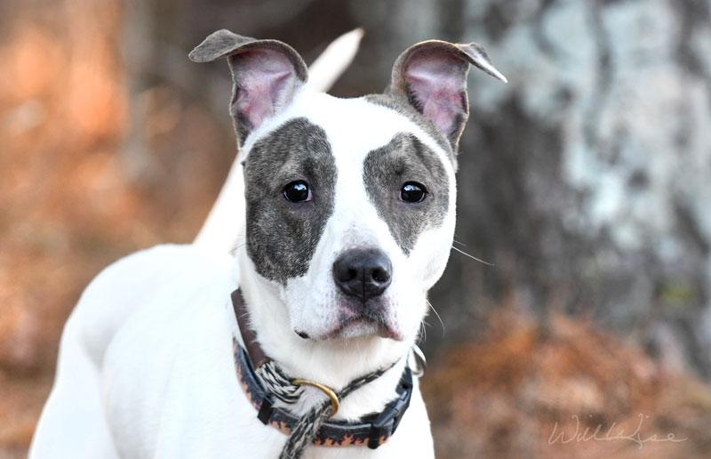 Enlarge Racks #21648, a ADOPTABLE mixed breed in Monroe, GA image 1/5