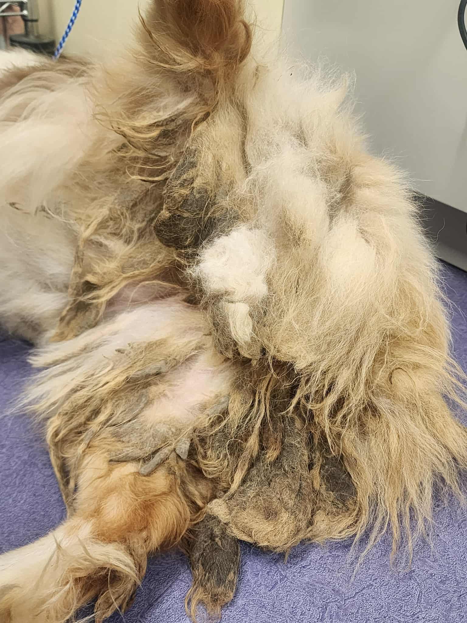 Enlarge Brenda!, a Adoptable Australian Shepherd in Eastpointe, MI image 4/6