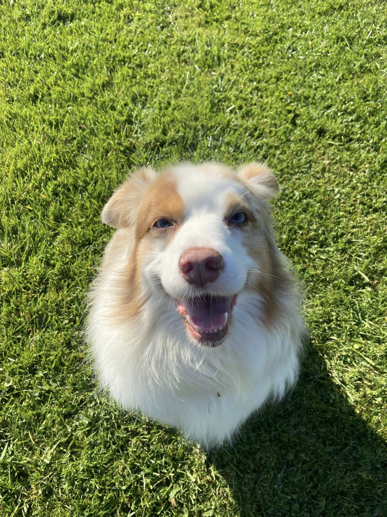 Enlarge Brenda!, a Adoptable Australian Shepherd in Eastpointe, MI image 3/6