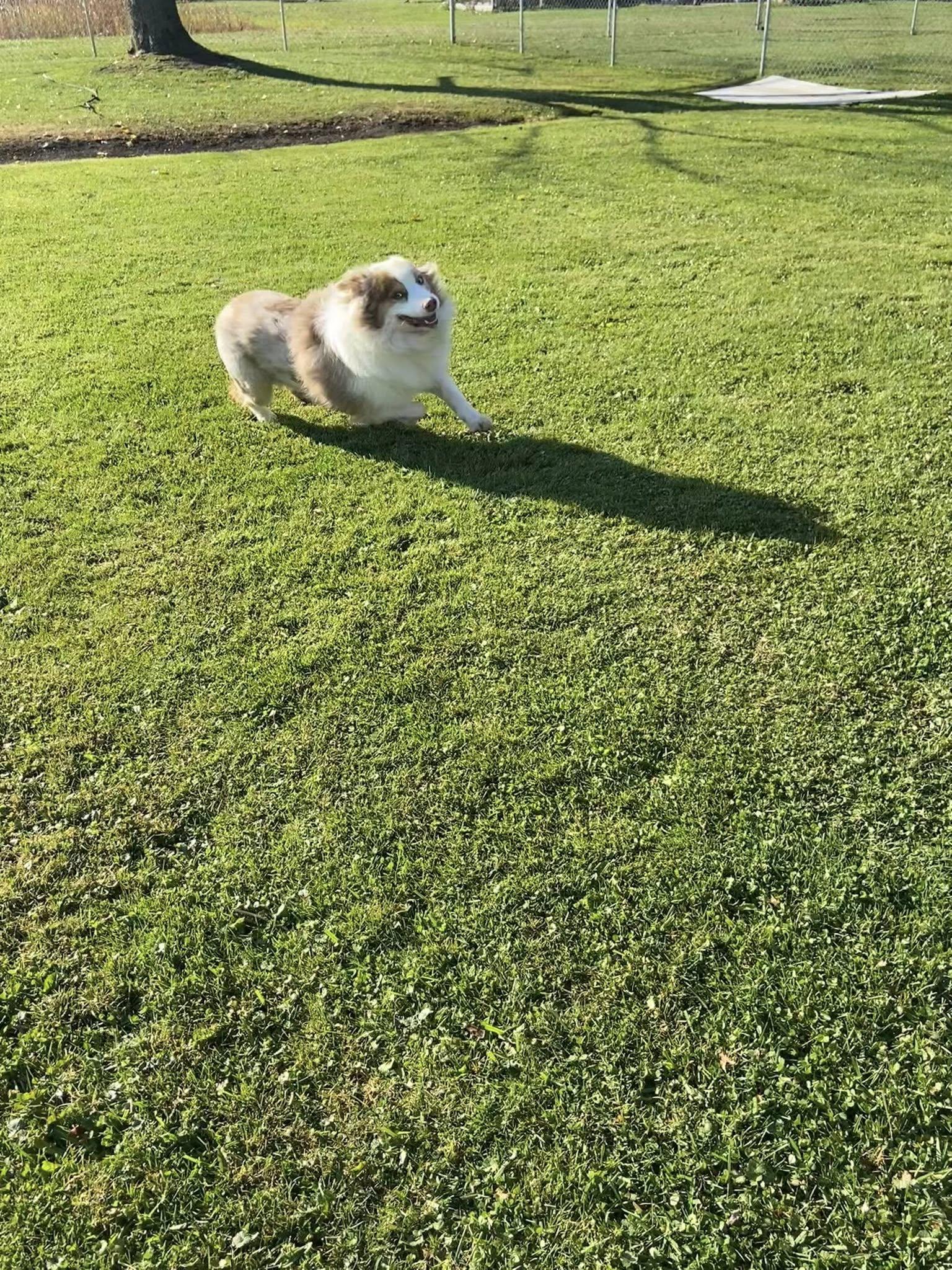 Enlarge Brenda!, a Adoptable Australian Shepherd in Eastpointe, MI image 5/6