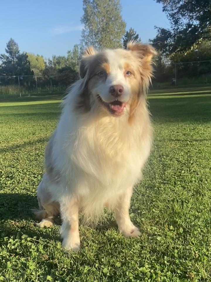 Brenda!, Adoptable, Adult Female Australian Shepherd.