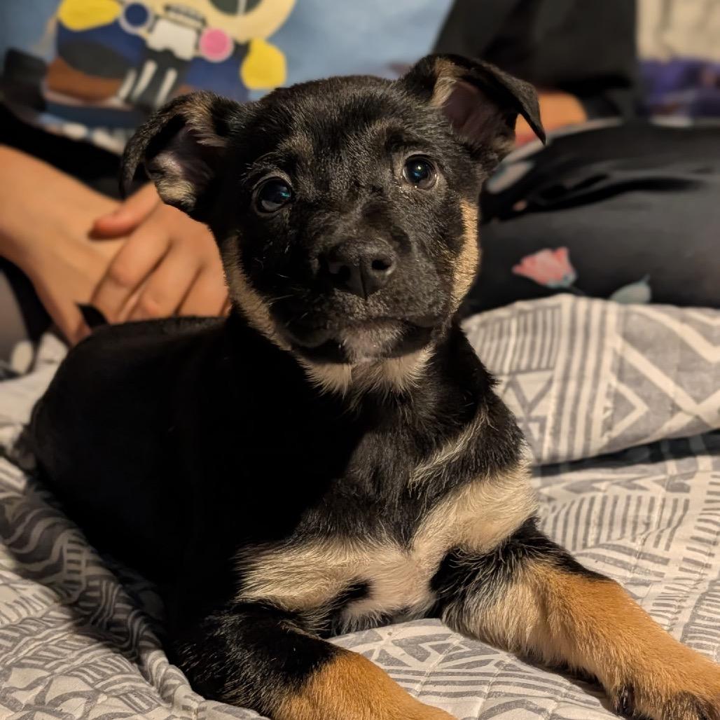 Jammy, Adoptable, Puppy Female German Shepherd Dog & Mixed Breed.