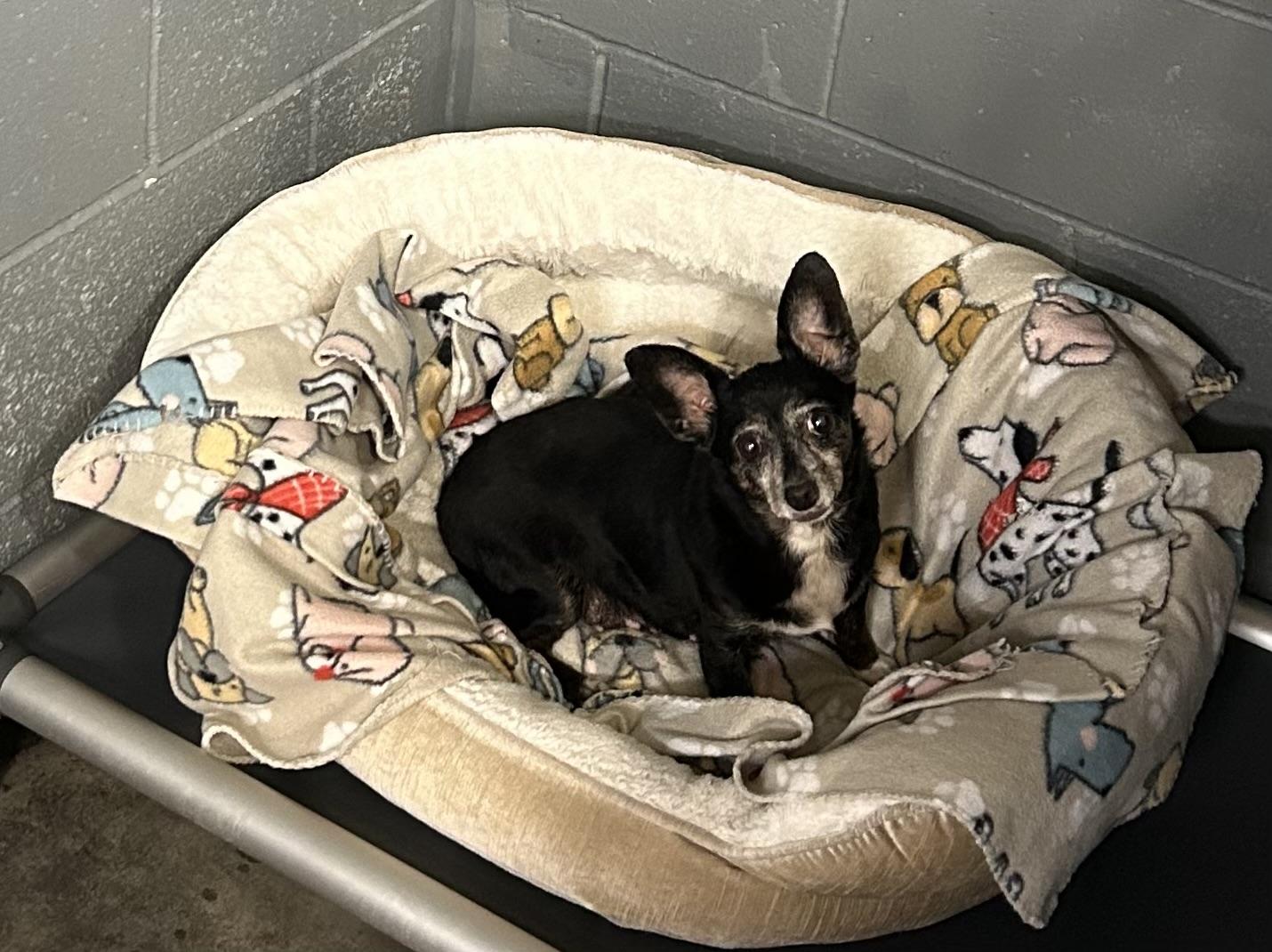 Pricilla, Senior Female unknown