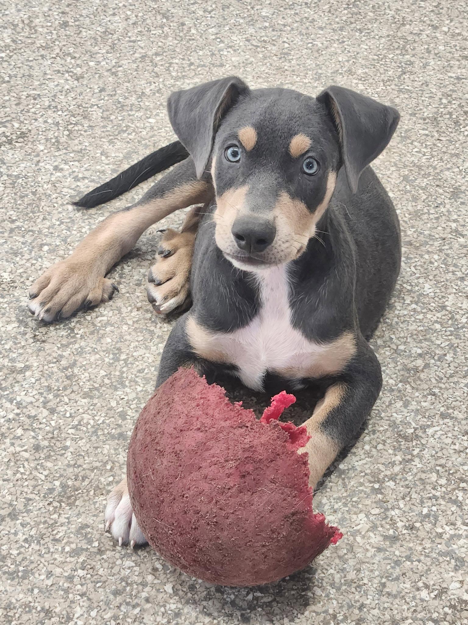 Bravo, Adoptable, Puppy Male Doberman Pinscher.