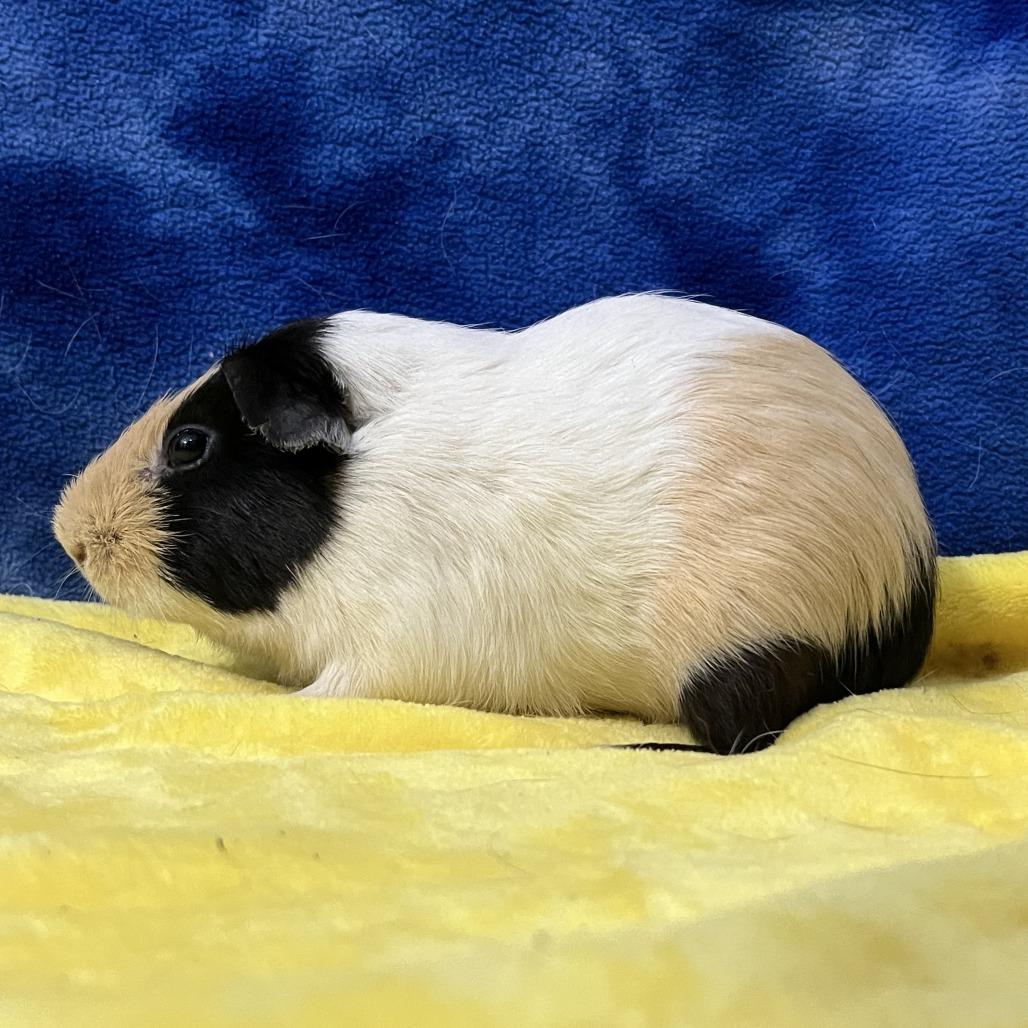 Saturn (bonded with Sol), Adoptable, Young Male Guinea Pig.