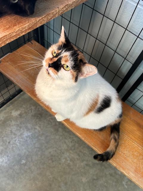 Cleo, ADOPTABLE, Adult Female Domestic Short Hair.