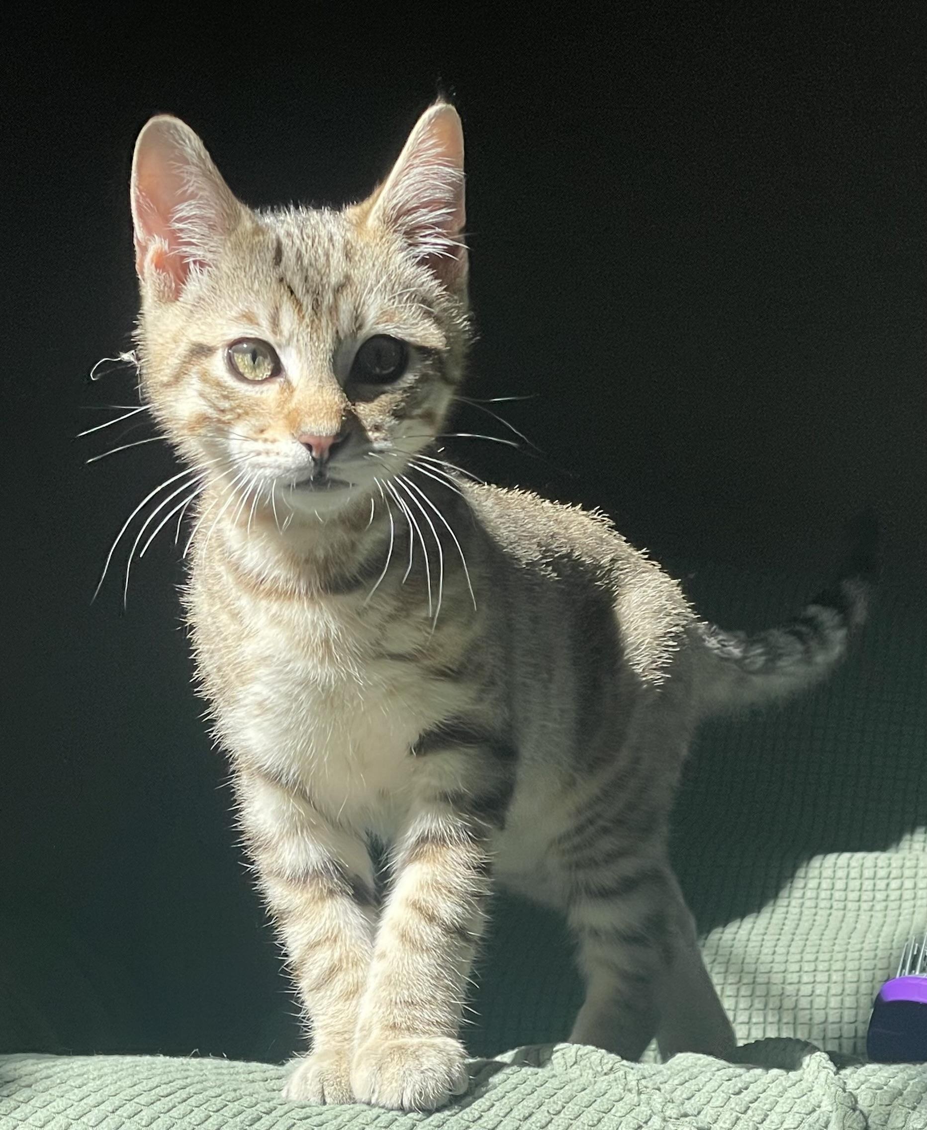 Enlarge Cassian, a Adoptable Domestic Short Hair in Maple Valley, WA image 4/4