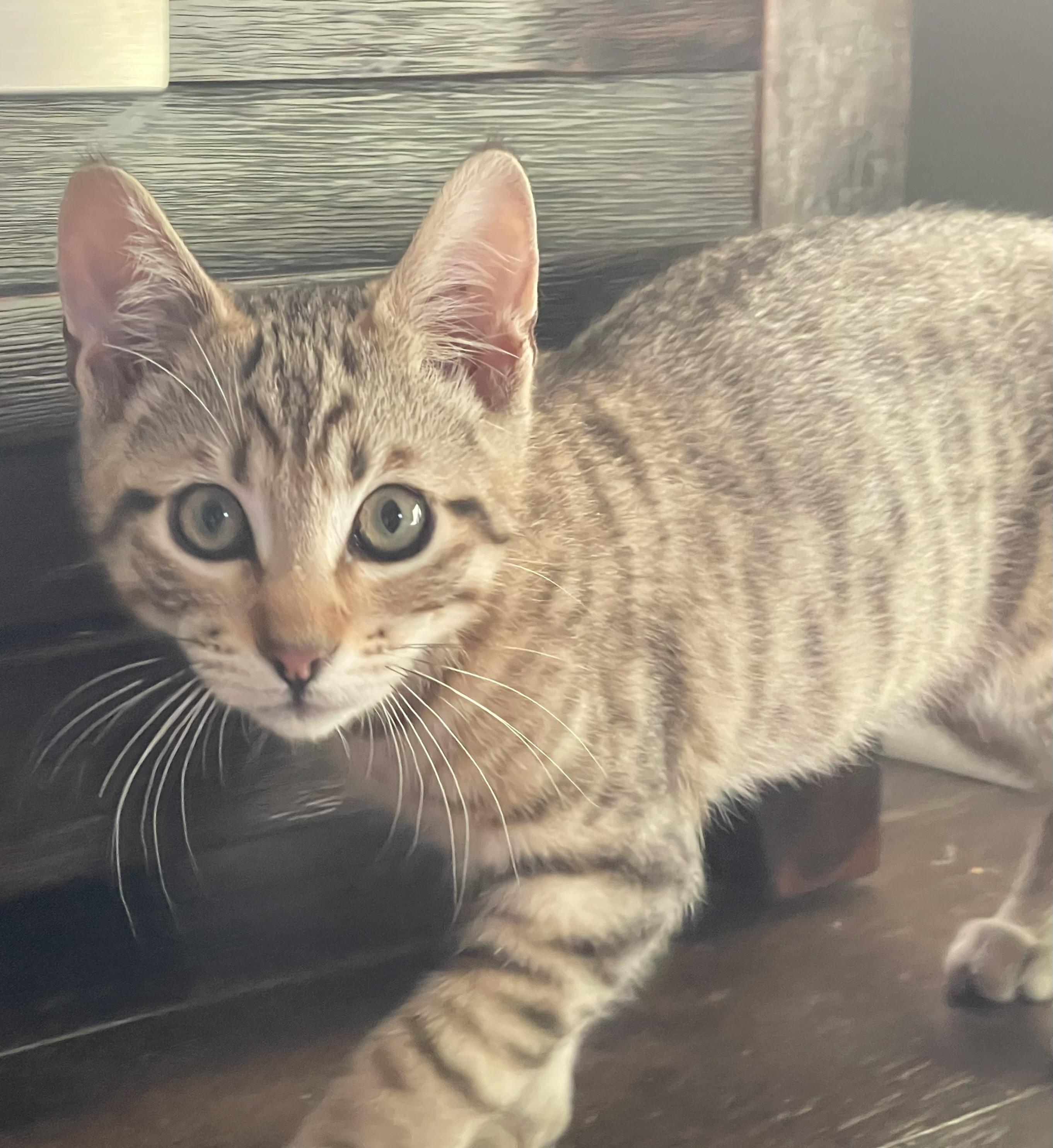 Enlarge Cassian, a Adoptable Domestic Short Hair in Maple Valley, WA image 1/4