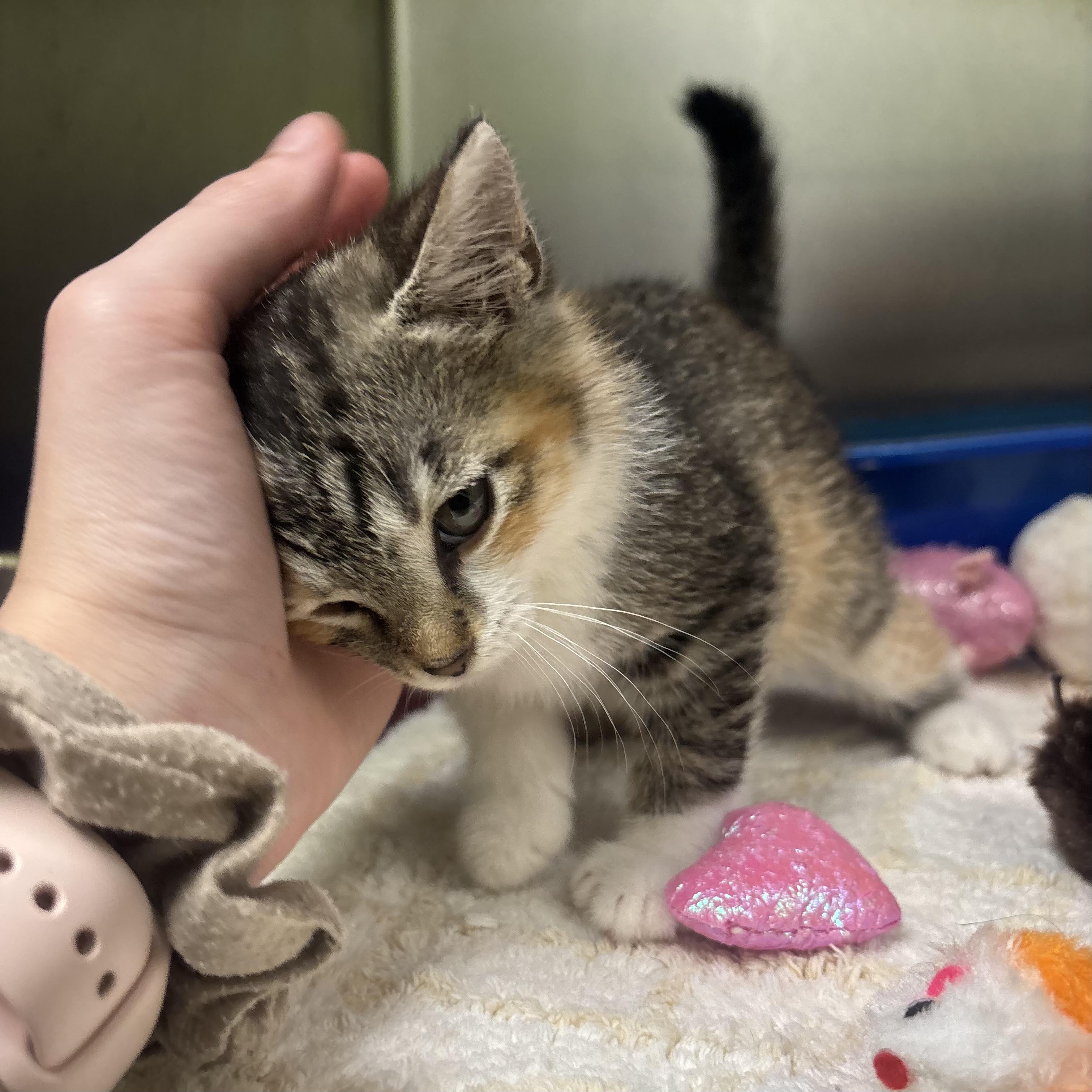 Paisley, an adopted Torbie in Waynesburg, PA image 6/6
